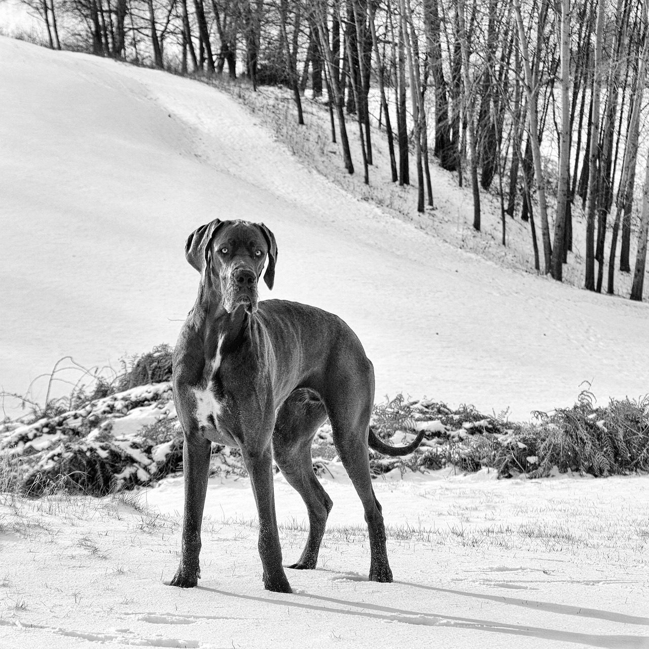 The Characteristics of the Great Dane - Gentle Giants